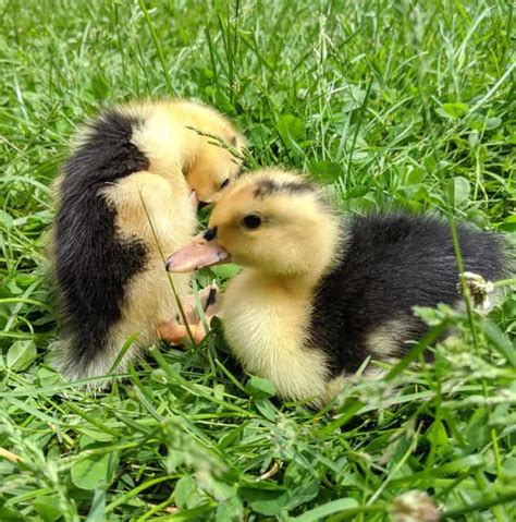 Magpie Ducks: Adorable Dual-Purpose Duck Breed