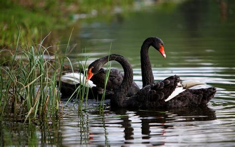 Wallpaper : birds, nature, wildlife, swan, duck, pond, reeds, Black ...