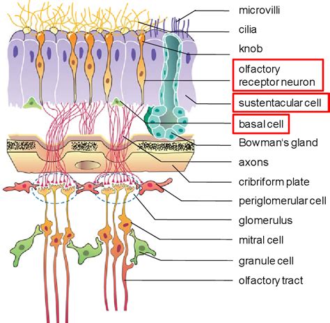 Figure 1 from Transduction in Olfactory Receptor Neurons of Xenopus ...