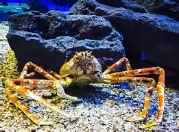 Fascinating world of Japanese spider crab habitat: - Spiders Perfect Guide