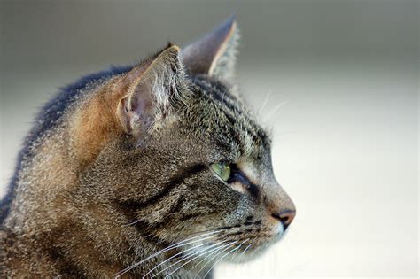 Cat profile | A very friendly cat in the Winchester Cathedra… | Flickr