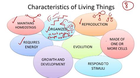 Prokaryotic and Eukaryotic Cells | CK-12 Foundation