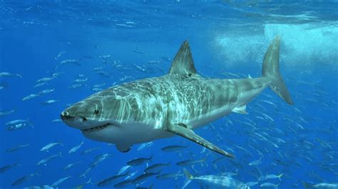 Un requin blanc de 5 mètres force la fermeture de plages en Australie