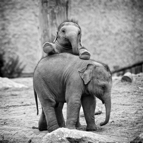 Baby Elephants : r/aww