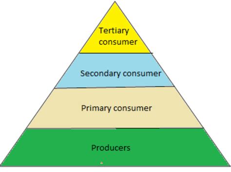 Draw the diagram of the pyramid of numbers.