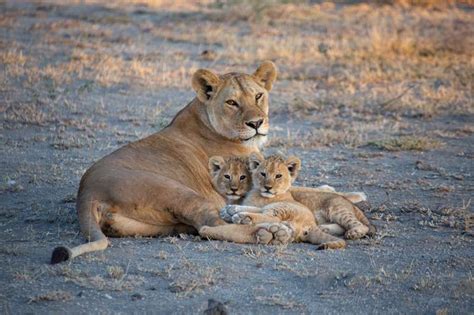 Lion Cubs - Growing up in the wild | Blog - Lalibela Game Reserve