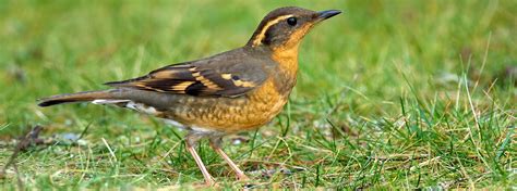 Varied Thrush: Haunting Voice of Ancient Forests