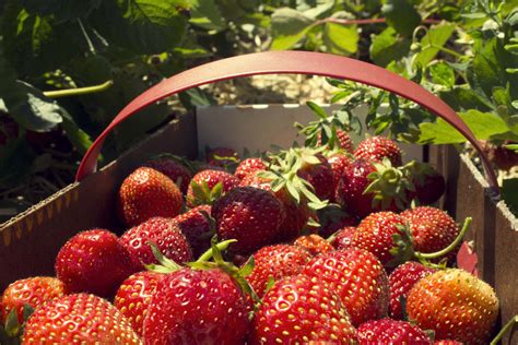 Free photo: Strawberry Picking - Basket, Delicious, Farmers - Free ...