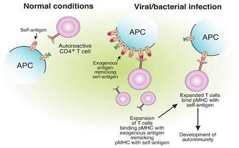 Cells | Free Full-Text | MHC Class II Presentation in Autoimmunity