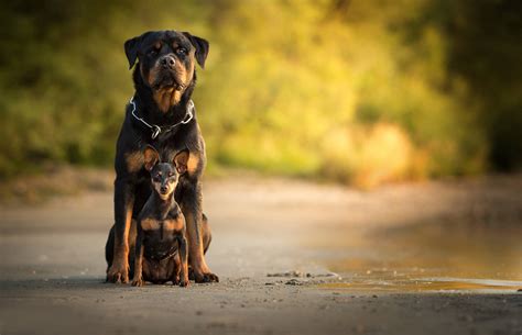 Angry Rottweiler Wallpaper Hd