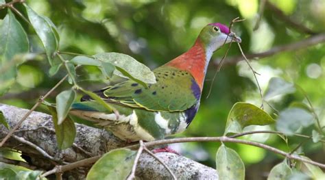 Superb Fruit-Dove - BirdLife Australia