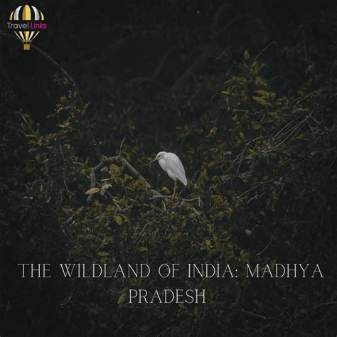 Madhya Pradesh Wildlife | Travel Links