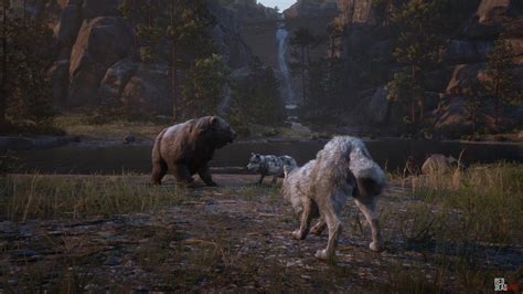 American Black Bear | RDR2 Animals | Map Location & Where To Find