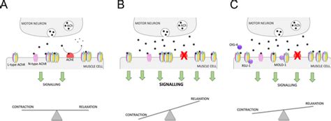 Organophosphates | PLOS ONE