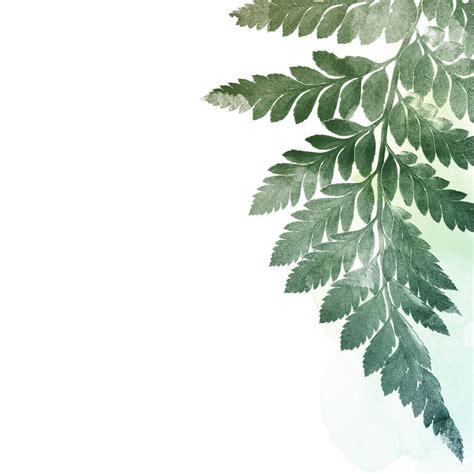 fern leaf art print by georgie st clair | notonthehighstreet.com