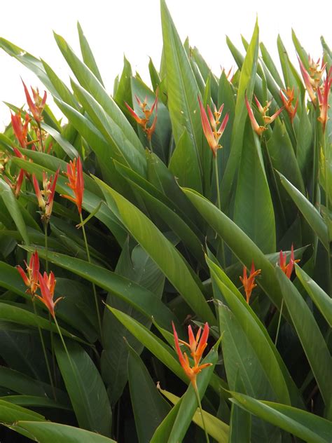 Heliconia: with a look similar to the orange bird of paradise, these little beauties are MUCH ...