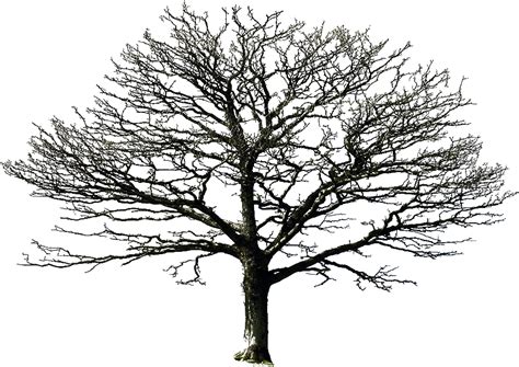 Tree PNG Transparent Images - PNG All