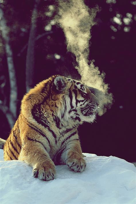 40 Fabulous Tiger Photography