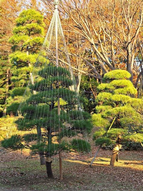 Alberi Di Stile Dei Bonsai Nel Parco Di Tokyo Immagine Stock - Immagine ...