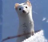 Ermine - Description, Habitat, Image, Diet, and Interesting Facts