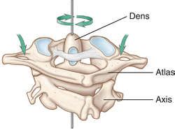 Dens Anatomy - Anatomy Book