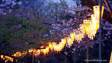 Cherry Blossom Viewing in Ueno Park, Tokyo, Japan