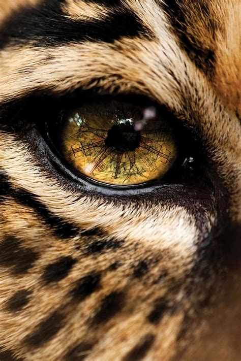 Leopard Eye | Animals eyes, Leopard eye, Leopard eyes