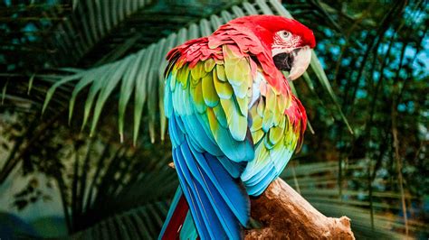 3840x2160 Macaw Colorful Bird 4k 4K ,HD 4k Wallpapers,Images,Backgrounds,Photos and Pictures