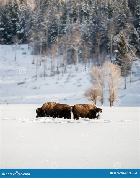 Bison Herd In The Snow, Grand Teton National Park Royalty Free Stock Image - Image: 28560926