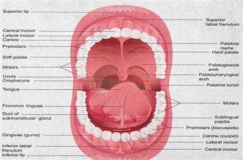 Mouth with labels Archives - Graph Diagram