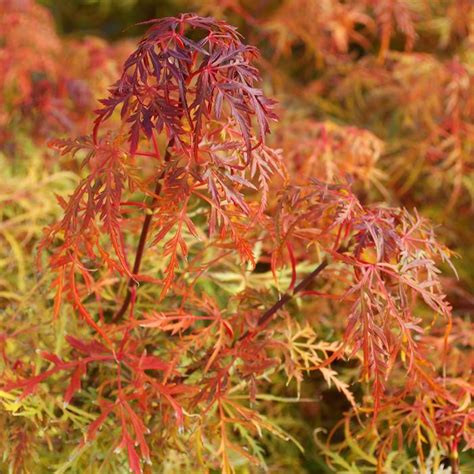 Baby Lace Dwarf Weeping Japanese Maple | Sooner Plant Farm