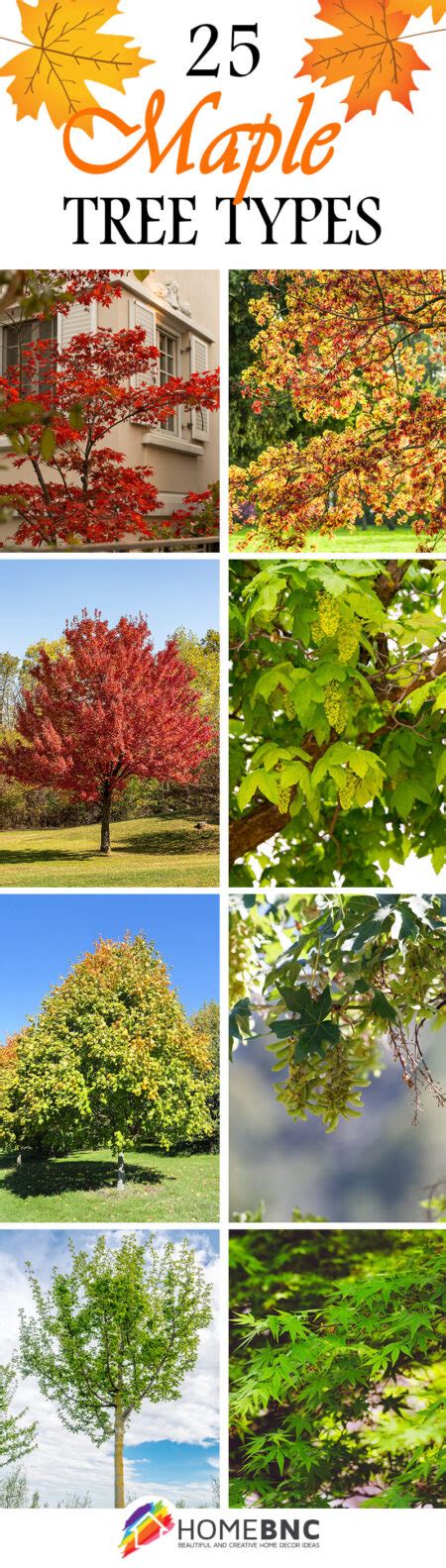 25 Stunning Types of Maple Trees for Your Place in 2023