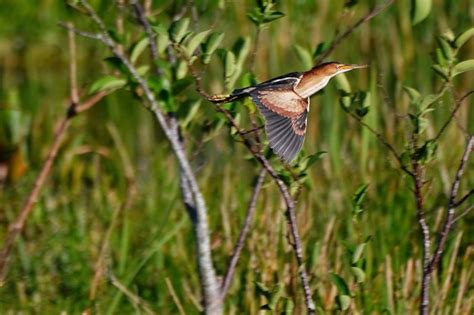 Least bittern flying photo - Justin Miller photos at pbase.com