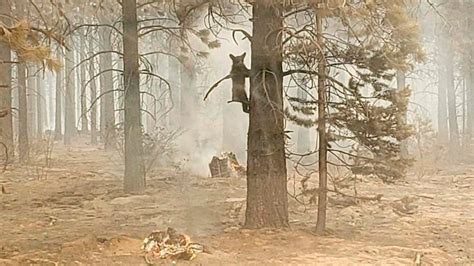 Largest Forest Fire In Oregon History - The Best Picture History