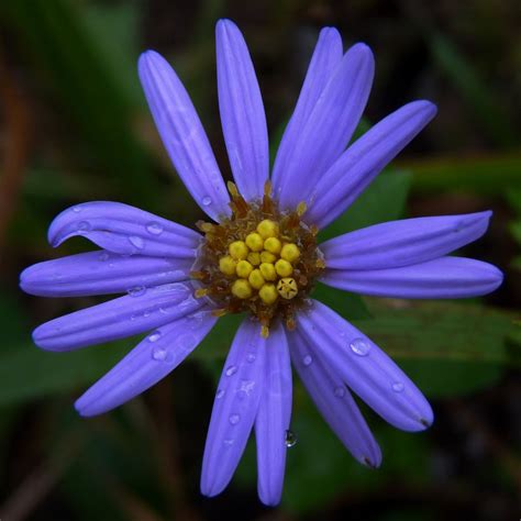 Aster: Stunning Ornamental Plants