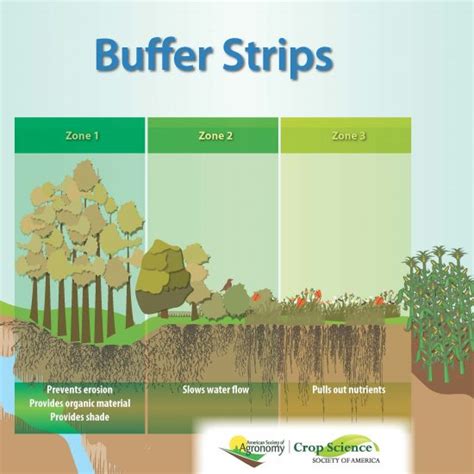 What are riparian buffer strips? - Fruit & Vegetable MagazineFruit ...