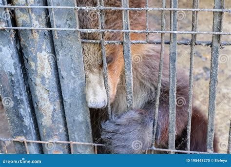 Sad Animals In Zoo Cages