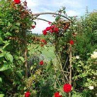 How to Grow Climbing Rose Bushes | eHow