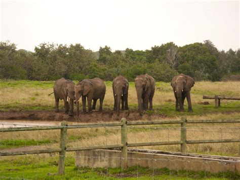 More about The Elephant Sanctuary | TravelGround