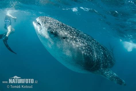 Rhincodon typus Pictures, Whale Shark Images, Nature Wildlife Photos ...