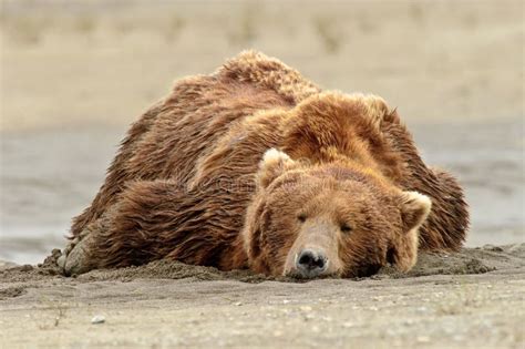 Alaskan Grizzly Bear Sleeping On The Beach Stock Photography - Image: 20517222