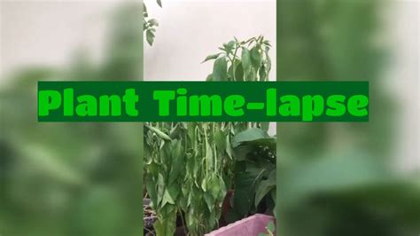 Plant time-lapse - YouTube