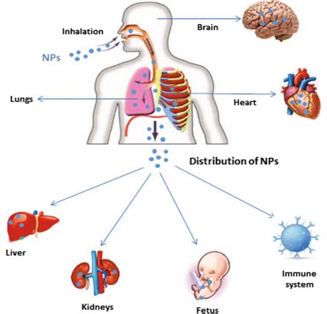 Exposure to nano-pollutants by the respiratory route | Download ...