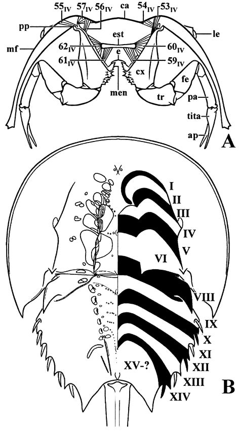 GROSS MUSCULAR ANATOMY OF LIMULUS POLYPHEMUS (XIPHOSURA, CHELICERATA) AND ITS BEARING ON ...