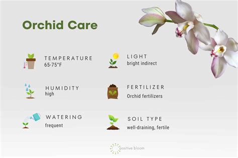 Orchid Care For Beginners In Detail (Easy To Follow)