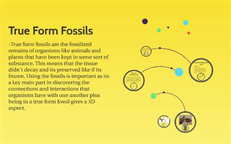 True Form Fossil by Jennyfer Munoz on Prezi