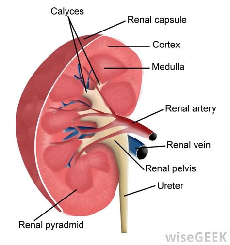 What Is the Renal Pelvis? (with pictures) | Kidney anatomy, Improve kidney function, Renal