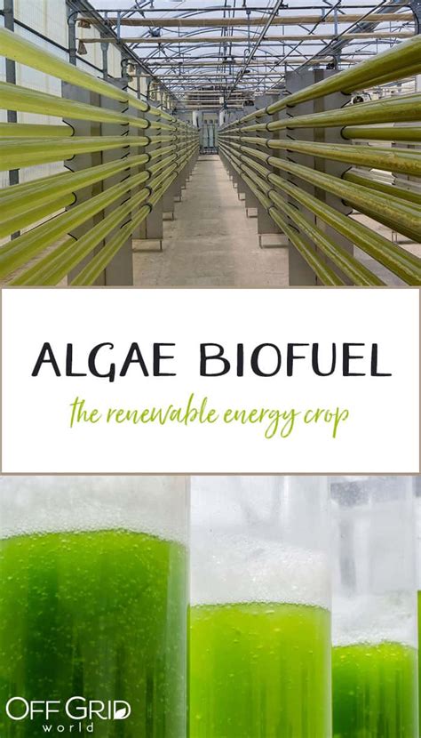 Farming Algae For BioFuel: The Renewable Energy Crop - Off Grid World