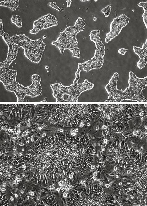 Efficient Stem Cells Can Grow in Animals | Discover Magazine