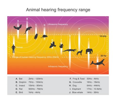 Hearing Range Describes the Range of Frequencies Stock Vector ...